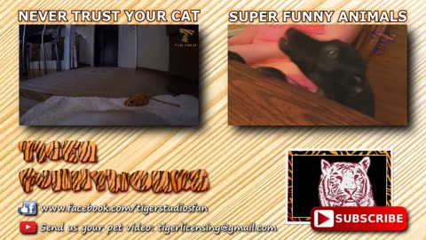 funny cats