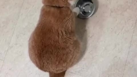 Hungry cat asking for food