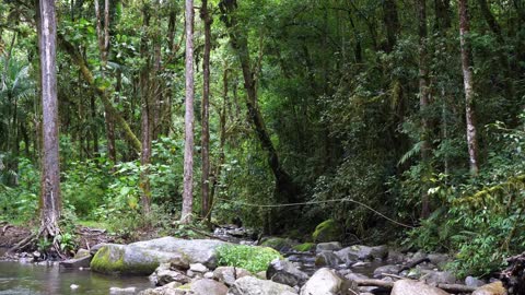 Jungle Sounds - Sounds of the Costa Rican rainforest