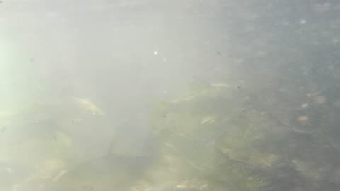 Testing - underwater video using Campark V40