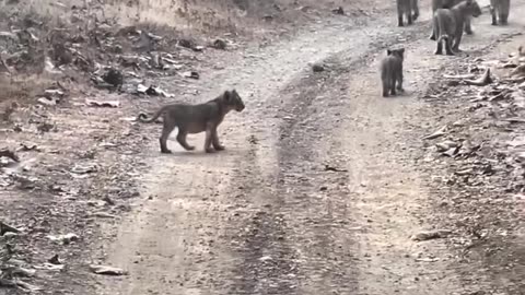 Full Lion Family Members are walking on the Road