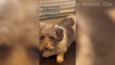 Dog video new video