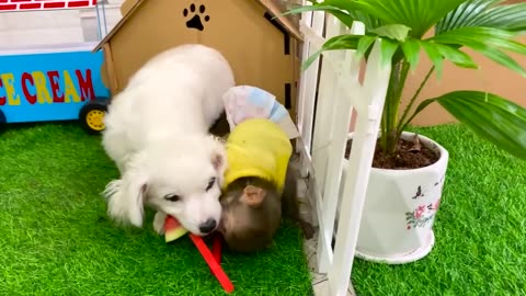 Miumiu harvest steals watermelon to make juice for Baby monkey puppy feed duckling