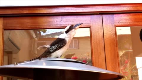 Impressive Kookaburra call