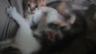 Cute kittens fighting