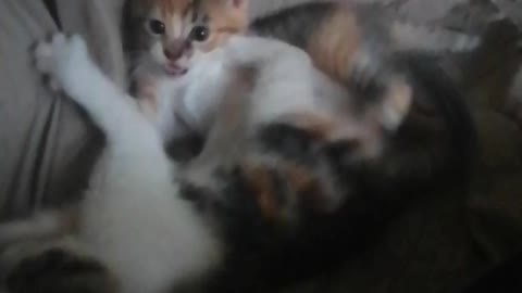 Cute kittens fighting