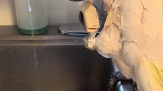 Misha the Carpenter: Moluccan Cockatoo's DIY Project at the Sink 🛠️🦜 | Bird Block Bonanza