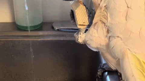 Misha the Carpenter: Moluccan Cockatoo's DIY Project at the Sink 🛠️🦜 | Bird Block Bonanza