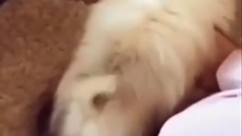 Lovely baby dog like to play