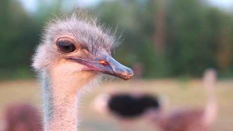 funny ostrich on blurred background wild animal at the zoo breeding ostriches at farm