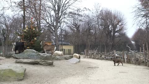 BUTT OUT: Greedy Goats Hog All The Holiday Treats