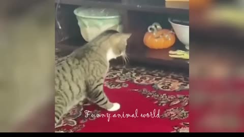 cats fail moments 2024 | Funny cats 2024 | Funny animal videos | Funny dogs and cats videos 2024