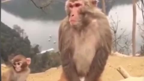 monkey looking at beauty