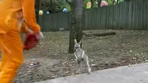 A kangroo walking