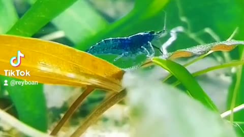 Blue shrimp
