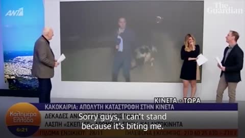 Escaped pig chases journalist during live news broadcast in Greece