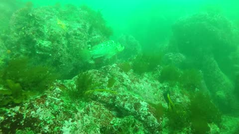 Spring dive in Monterey, California