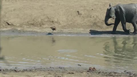 Angry Elephant Picks On Small Bird At Watering Hole