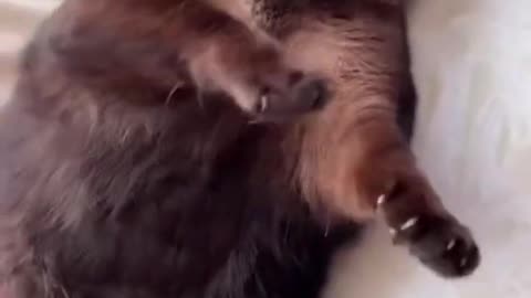 Funniest animals videos 🤣 that will definitely brighten your day 😀