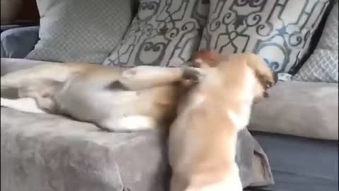 a couple of dogs kissing romantically and playing in front of the camera!