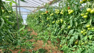 tomato cultivation. VEGETABLES