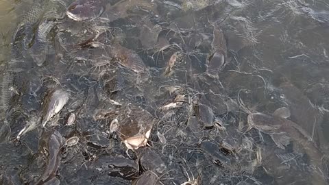 Feeding catfish temple in Phuket Thailand