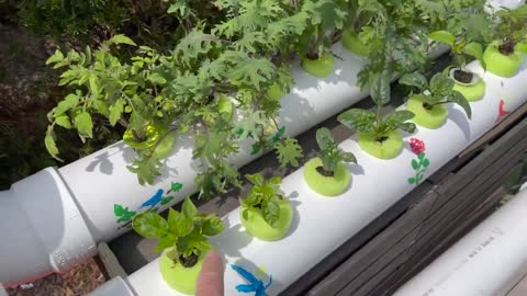 Do It Yourself Hydroponics PVC Pipe – Bonus Kratky Hydroponics Jar Method