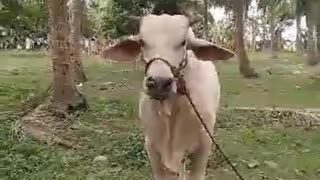 Angry cow, like a buLL 2