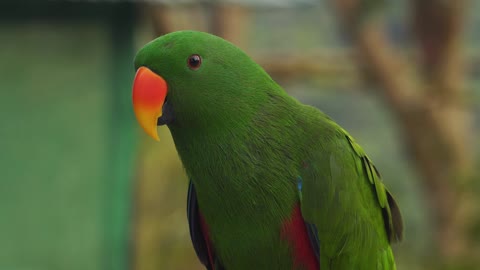 Parrot Green
