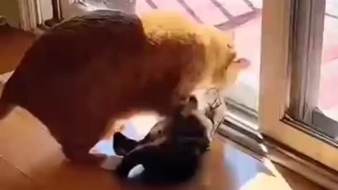 Funny cat 🐈🐈 fight