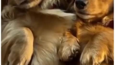 Top Funny Cute Dog