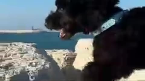 Cute Dog Funny Video #viral #cute #shorts #shortvideo #trending #viralshorts #trend #funnyvideo