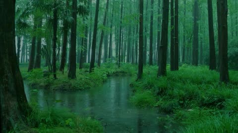 Beautiful forest is raining, sleep, relax, meditate, study, work, ASMR