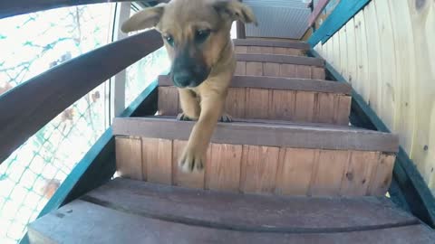 Puppy runs down the stairs