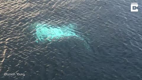 Drone Captures Huge White Manta Ray 😲