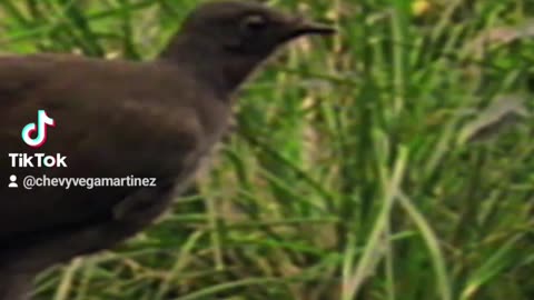 Esta ave puede imitar desde una sierra mecánica hasta la alarma de un coche