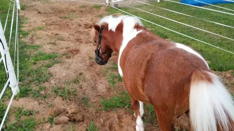 Trotting in the field 102