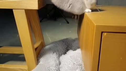 Kitten attempts adorable jump to another table