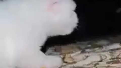 white Persian kitten