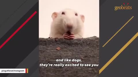 Women adopt a hairless rat , A emotional story