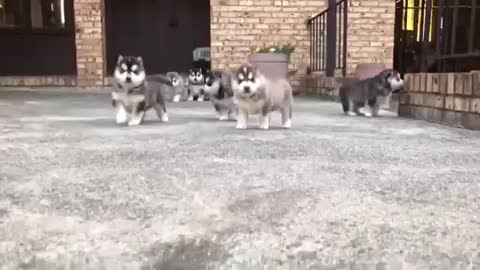 Lots of puppies