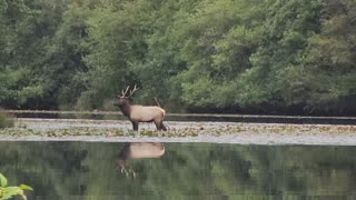 Bull Elk Moving Herd