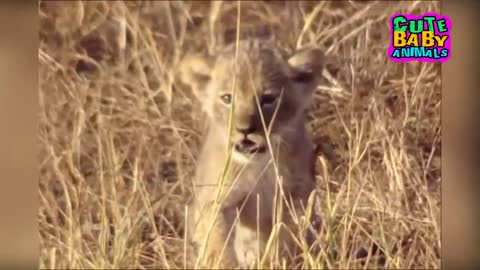 Cutest Lion Cubs Roar Telling That He is a King - Baby Lion Roaring