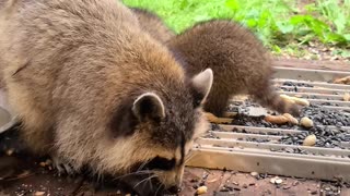 07-08-23 | Feeding Baby Raccoons | The Lads Raccoon Vlog-004 | #shorts