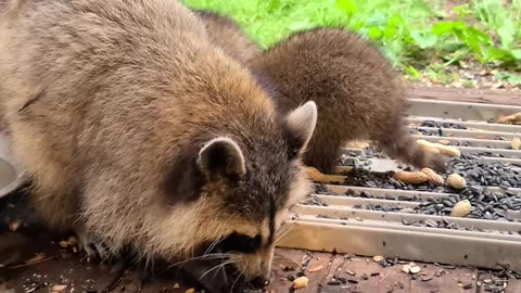 07-08-23 | Feeding Baby Raccoons | The Lads Raccoon Vlog-004 | #shorts