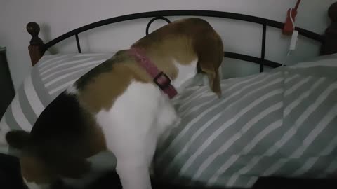 Cutest Puppy Sneeze and Stretching!