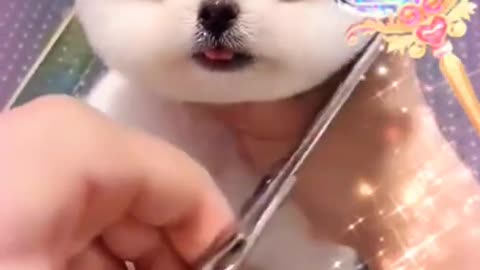 Cute Pomeranian puppies|puppy cutting videos|cute Pomeranian puppies funny videos