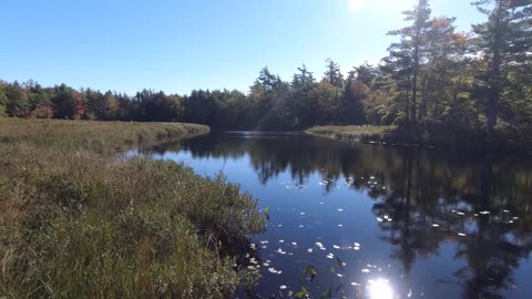 Giants in the woods + cranberries N. S.