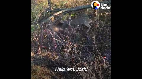 Deer Tangled By Antlers Rescued by Awesome Guys | The Dodo