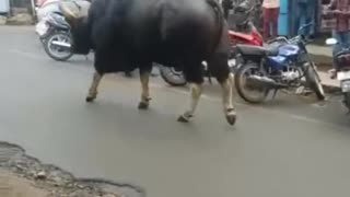 Monster bull walking the street